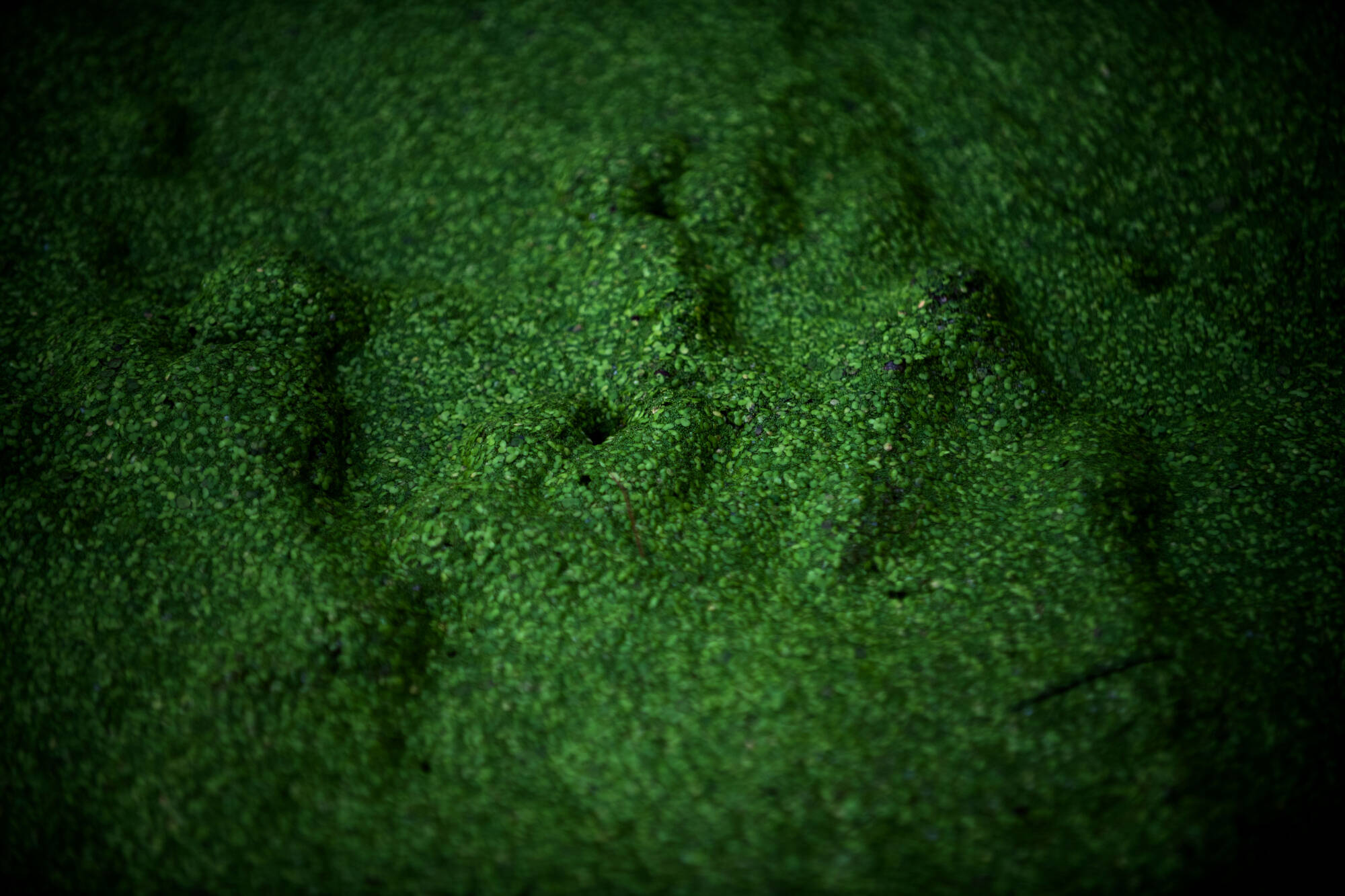 close up of duckweed covering water